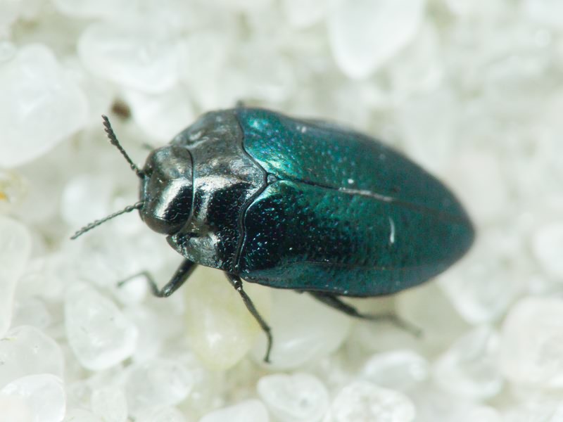 Habroloma breiti (Obenberger, 1918)